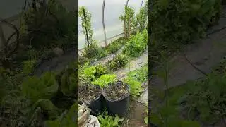 Beautiful greenhouse garden #shorts #garden #vegetables