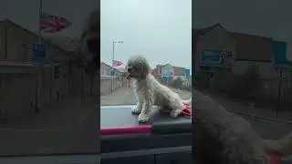 Rafa, My Baby Pup’s Journey on the Bus