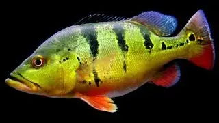 Cichla oxillaris. Description, content and reproduction.