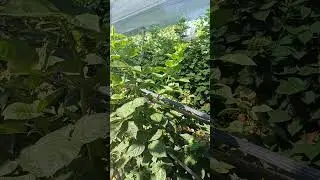 Что делать, если не растут саженцы ежевики и не только.