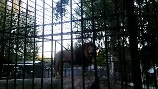 Лев в Барнаульском зоопарке