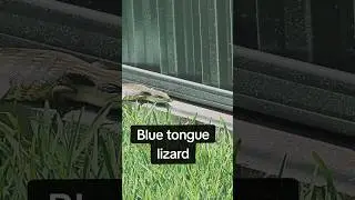 Blue tongue lizard #Bluey