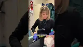 У кота отвалился зуб 