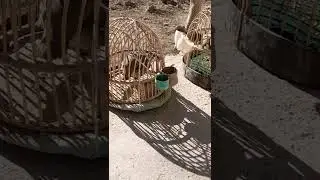 овози хушвахти кабки шикори