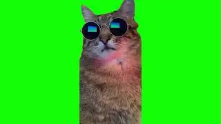 Cool Cat with Glasses Memes | Green Screen HD