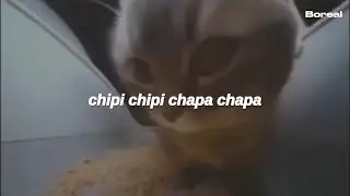 chipi chipi chapa chapa [tiktok] (Letra)