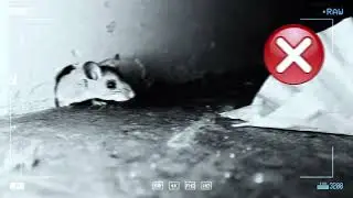 How to Reliably Seal a Mouse Hole in Your Wall