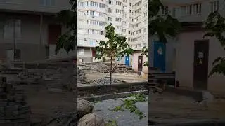Катальпа купить в Воронеже 
