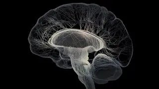 Noam Chomsky - Mapping the Human Brain