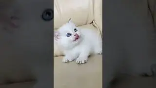 #блондинка