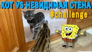 Кот VS Невидимая стена | Cats VS Invisible Wall
