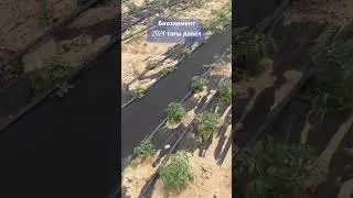 Помидор огроволокно капельный полив