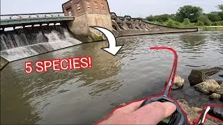 I Caught 5 SPECIES at this LOCAL SPILLWAY!!