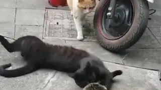Измена