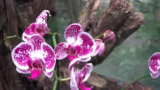 Post-Foetus - Kiki [HD]