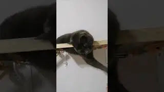 Keyfine Düşkün Kedi ve odası 🐱 #keyiflivideolar #doğalyaşam #hayvanlaralemi #beautiful