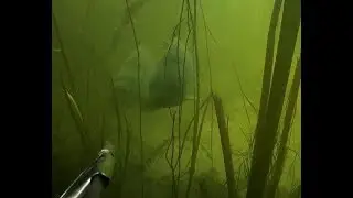 Тактика засидки на сазана...Tactics of ambush on carp...