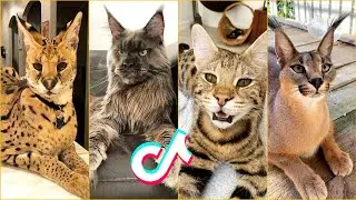 Large And Wild Cats Tiktok Compilation