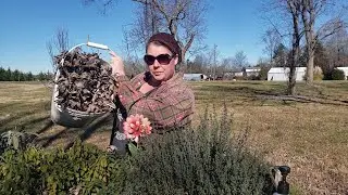 How to overwinter your herbs, for huge harvests in spring