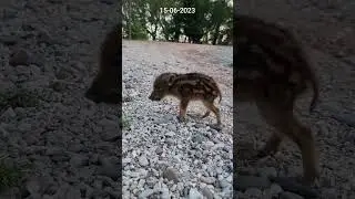 Jabato/Porc senglar/Wild boar 2-3 weeks old. Wildlife. Barcelona. Spain.