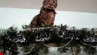 КОТИКИ ИЛЮШКИНЫ