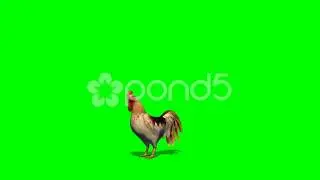 Roster - Green Screen