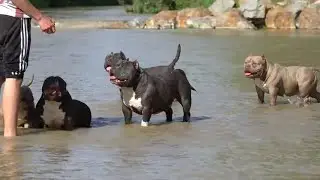 Bathing day in the river with American bully dogs #shots