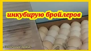 Инкубация бройлеров. Первый этап - прогрев яйца.