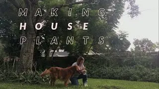 making house plants