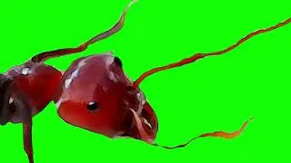 Ant Green Screen Effect Video Collection/ No Copy Right