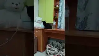 кот в шоке