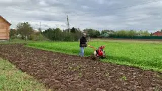 вспашка огорода под зиму мотоблоком / запашка сидератов. перенимаю опыт