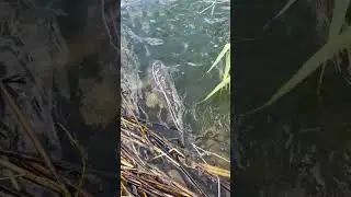 карп на 3 кг.