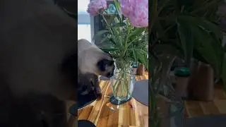Пока никто не видит :) #сиамскиекошки #siamese #home #cats #catvideo #catlovers #mood #happymoments