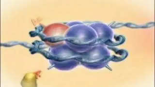 Chromatin, Histones and Modifications, Rate My Science