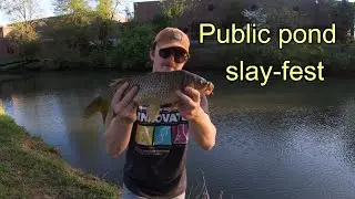 Carp Fishing Pressured Water