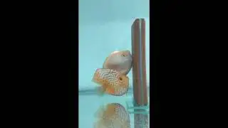 Discus Pairs rare show