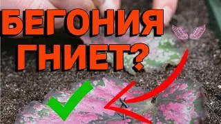 ЧТОБЫ ЧЕРЕНКИ БЕГОНИИ НЕ СГНИЛИ
