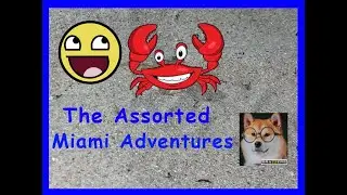 The Assorted Miami Adventures