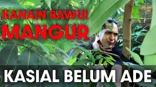 Kanain bawui mangur