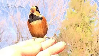 ヤマガラ５種類の鳴き声〜色んな声を出して仲間に合図を送ります　とりのる