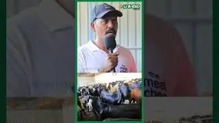 ஆடுகளை நல்லபடியா கொண்டு வர்றதுக்கு இதைத்தான் Follow பண்றோம் | Goat Business