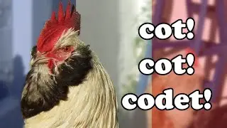 Three French Hens