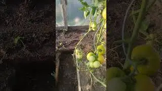 #реки #дача #video #деревенскийвыходной #огород