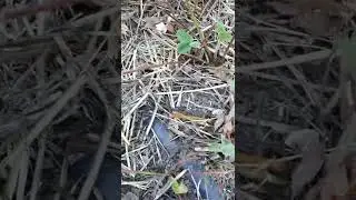 обрезка земляники #уходзаземляникой
