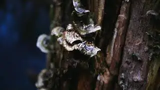 The New Forest - Tier 2 Productions