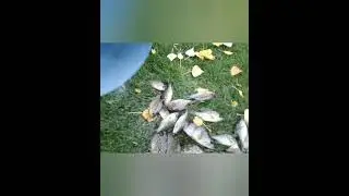 РАДУЖНЫЙ ОКУНЬ