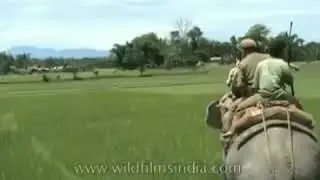 Tigre ataca a un hombre / Tiger attacks a man