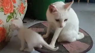 Lucy and baby justine... our blue eyed white cat..