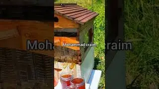 عمركم شفتم أكفاريوم نحل في الصالون والأطفال بقضوا وقتهن مع النحل
